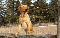 Yellow Labrador Retriever (Canis familiaris) male