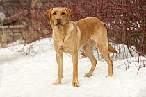 Yellow Labrador Retriever (Canis familiaris) male in snow