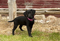 Black Labrador Retriever (Canis familiaris) puppy