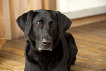 Black Labrador Retriever (Canis familiaris) female