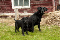 Black Labrador Retriever (Canis familiaris) parent and puppy