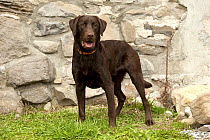Chocolate Labrador Retriever (Canis familiaris) male