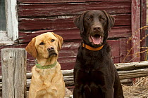 Yellow Labrador Retriever female and Chocolate Labrador Retriever (Canis familiaris) male