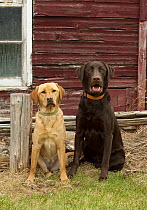 Yellow Labrador Retriever female and Chocolate Labrador Retriever (Canis familiaris) male