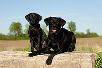 Black Labrador Retriever (Canis familiaris) mother and puppy