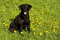 Black Labrador Retriever (Canis familiaris) female