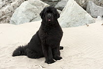 Newfoundland (Canis familiaris) on the sand