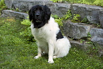 Newfoundland (Canis familiaris), landseer color