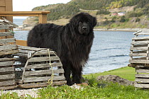 Newfoundland (Canis familiaris) male