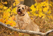 Norfolk Terrier (Canis familiaris) female