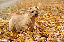 Norfolk Terrier (Canis familiaris) female amid fall leaves