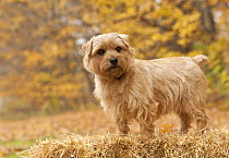 Norfolk Terrier (Canis familiaris) male