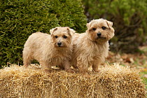 Norfolk Terrier (Canis familiaris) male and female
