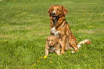 Nova Scotia Duck Tolling Retriever (Canis familiaris) parent and puppy