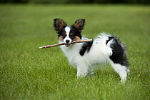 Papillon (Canis familiaris) puppy playing