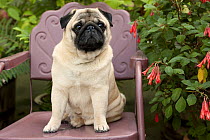 Pug (Canis familiaris) male sitting in chair