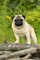 Pug (Canis familiaris) male