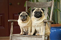 Pug (Canis familiaris) male and female sitting in chair