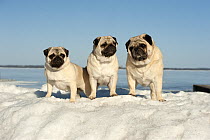 Pug (Canis familiaris) male and females
