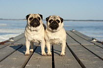 Pug (Canis familiaris) pair on a dock