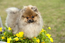 Pomeranian (Canis familiaris) puppy