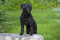 Portuguese Water Dog (Canis familiaris)