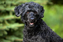 Portuguese Water Dog (Canis familiaris)