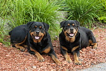 Rottweiler (Canis familiaris) pair