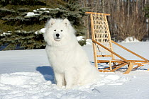 Samoyed (Canis familiaris) in snow