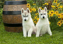 Siberian Husky (Canis familiaris) puppies