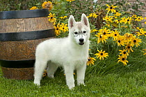 Siberian Husky (Canis familiaris) puppy
