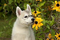 Siberian Husky (Canis familiaris) puppy sniffing a flower