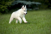 Siberian Husky (Canis familiaris) puppy running