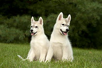 Siberian Husky (Canis familiaris) puppies