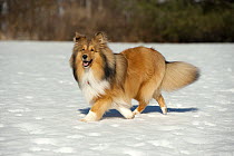 Shetland Sheepdog (Canis familiaris) running in snow