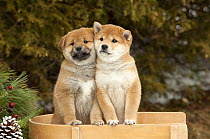 Shiba Inu (Canis familiaris) puppies