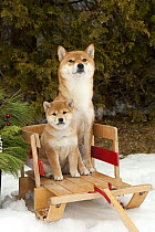 Shiba Inu (Canis familiaris) parent and puppy on a sled