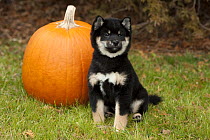 Shiba Inu (Canis familiaris) black and tan puppy with pumpkin