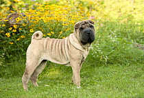Shar Pei (Canis familiaris) puppy