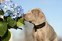Weimaraner (Canis familiaris) puppy sniffing hydrangea flower
