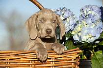 Weimaraner (Canis familiaris) puppy in a basket