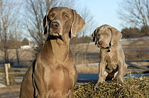 Weimaraner (Canis familiaris) mother and puppy