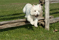West Highland White Terrier (Canis familiaris) jumping fence