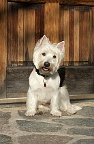 West Highland White Terrier (Canis familiaris)