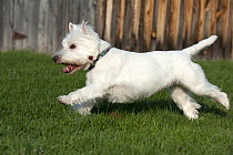 West Highland White Terrier (Canis familiaris) running
