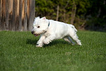 West Highland White Terrier (Canis familiaris) running