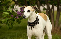Whippet (Canis familiaris)with beaded collar