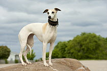 Whippet (Canis familiaris) with beaded collar