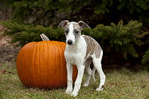 Whippet (Canis familiaris) puppy and pumpkin