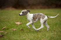 Whippet (Canis familiaris) puppy running